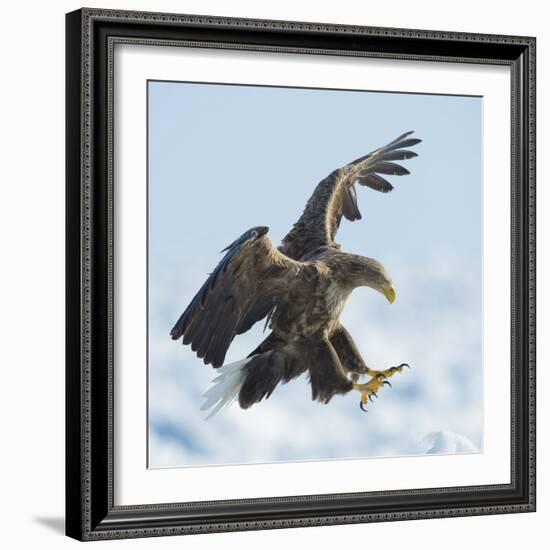 White Tailed Sea Eagle (Haliaeetus Albicilla) in Flight Landing, Hokkaido, Japan, February-Wim van den Heever-Framed Photographic Print