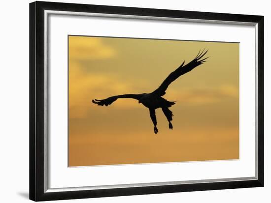 White Tailed Sea Eagle (Haliaeetus Albicilla) in Flight Silhouetted Against an Orange Sky, Norway-Widstrand-Framed Photographic Print