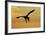 White Tailed Sea Eagle (Haliaeetus Albicilla) in Flight Silhouetted Against an Orange Sky, Norway-Widstrand-Framed Photographic Print