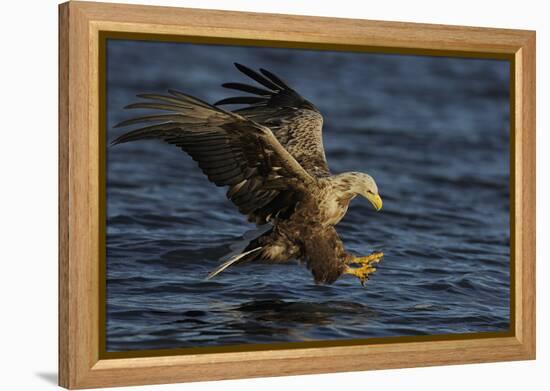 White Tailed Sea Eagle Hunting, North Atlantic, Flatanger, Nord-Trøndelag, Norway, August-Widstrand-Framed Premier Image Canvas