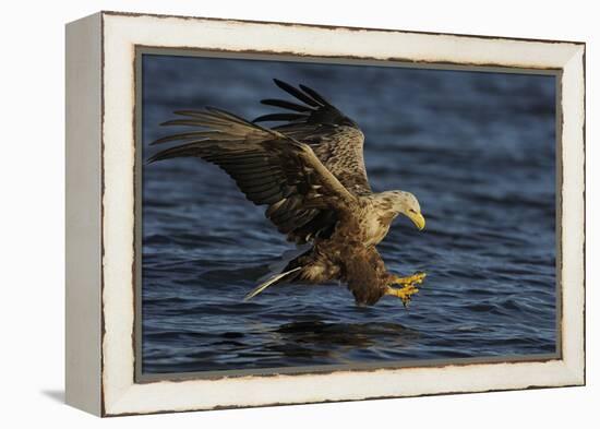 White Tailed Sea Eagle Hunting, North Atlantic, Flatanger, Nord-Trøndelag, Norway, August-Widstrand-Framed Premier Image Canvas