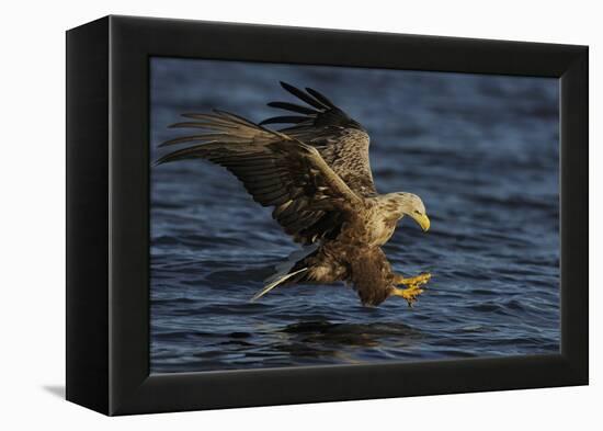 White Tailed Sea Eagle Hunting, North Atlantic, Flatanger, Nord-Trøndelag, Norway, August-Widstrand-Framed Premier Image Canvas