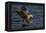 White Tailed Sea Eagle Hunting, North Atlantic, Flatanger, Nord-Trøndelag, Norway, August-Widstrand-Framed Premier Image Canvas