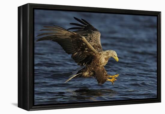 White Tailed Sea Eagle Hunting, North Atlantic, Flatanger, Nord-Trøndelag, Norway, August-Widstrand-Framed Premier Image Canvas