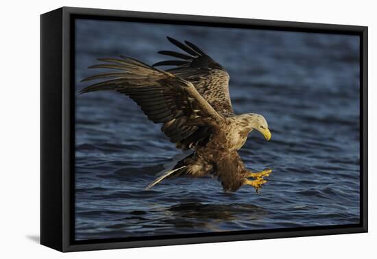 White Tailed Sea Eagle Hunting, North Atlantic, Flatanger, Nord-Trøndelag, Norway, August-Widstrand-Framed Premier Image Canvas