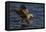 White Tailed Sea Eagle Hunting, North Atlantic, Flatanger, Nord-Trøndelag, Norway, August-Widstrand-Framed Premier Image Canvas