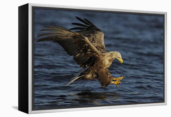 White Tailed Sea Eagle Hunting, North Atlantic, Flatanger, Nord-Trøndelag, Norway, August-Widstrand-Framed Premier Image Canvas