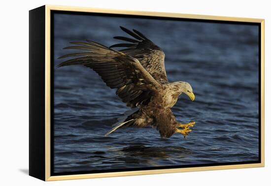 White Tailed Sea Eagle Hunting, North Atlantic, Flatanger, Nord-Trøndelag, Norway, August-Widstrand-Framed Premier Image Canvas