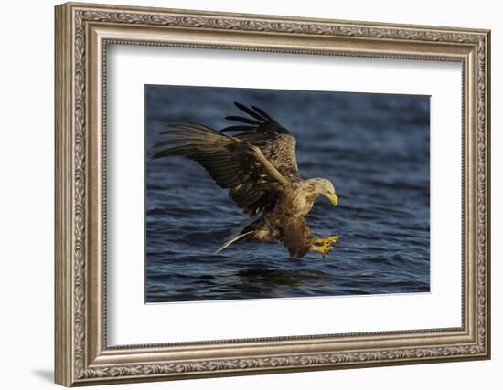 White Tailed Sea Eagle Hunting, North Atlantic, Flatanger, Nord-Trøndelag, Norway, August-Widstrand-Framed Photographic Print