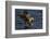 White Tailed Sea Eagle Hunting, North Atlantic, Flatanger, Nord-Trøndelag, Norway, August-Widstrand-Framed Photographic Print