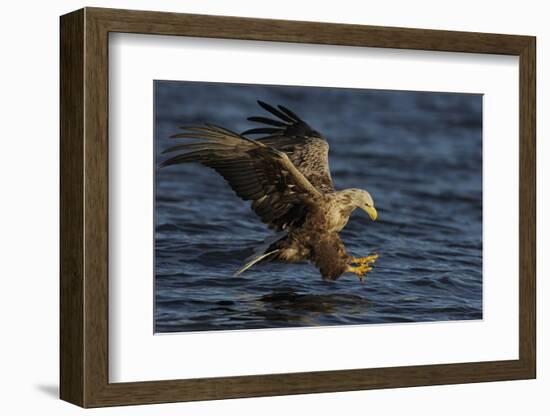 White Tailed Sea Eagle Hunting, North Atlantic, Flatanger, Nord-Trøndelag, Norway, August-Widstrand-Framed Photographic Print