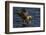 White Tailed Sea Eagle Hunting, North Atlantic, Flatanger, Nord-Trøndelag, Norway, August-Widstrand-Framed Photographic Print