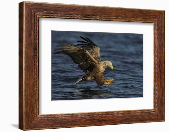 White Tailed Sea Eagle Hunting, North Atlantic, Flatanger, Nord-Trøndelag, Norway, August-Widstrand-Framed Photographic Print