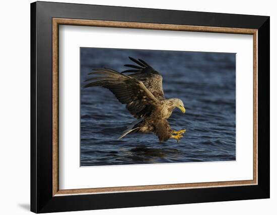 White Tailed Sea Eagle Hunting, North Atlantic, Flatanger, Nord-Trøndelag, Norway, August-Widstrand-Framed Photographic Print