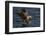 White Tailed Sea Eagle Hunting, North Atlantic, Flatanger, Nord-Trøndelag, Norway, August-Widstrand-Framed Photographic Print