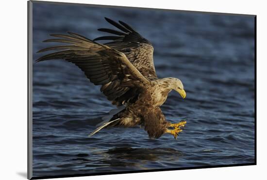 White Tailed Sea Eagle Hunting, North Atlantic, Flatanger, Nord-Trøndelag, Norway, August-Widstrand-Mounted Photographic Print