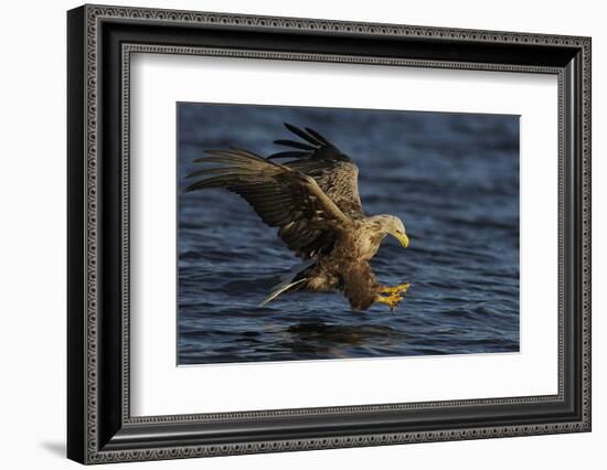 White Tailed Sea Eagle Hunting, North Atlantic, Flatanger, Nord-Trøndelag, Norway, August-Widstrand-Framed Photographic Print