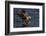 White Tailed Sea Eagle Hunting, North Atlantic, Flatanger, Nord-Trøndelag, Norway, August-Widstrand-Framed Photographic Print