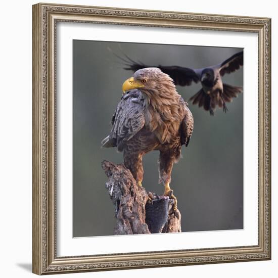 White tailed sea eagle perched on tree stump with fish. Danube Delta, Romania. May-Loic Poidevin-Framed Photographic Print