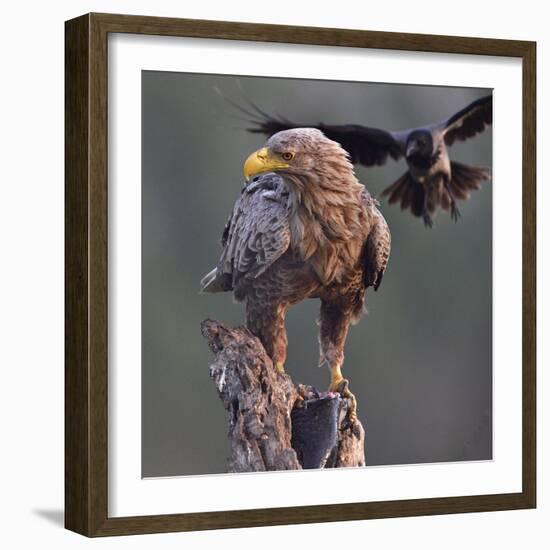 White tailed sea eagle perched on tree stump with fish. Danube Delta, Romania. May-Loic Poidevin-Framed Photographic Print