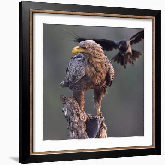 White tailed sea eagle perched on tree stump with fish. Danube Delta, Romania. May-Loic Poidevin-Framed Photographic Print