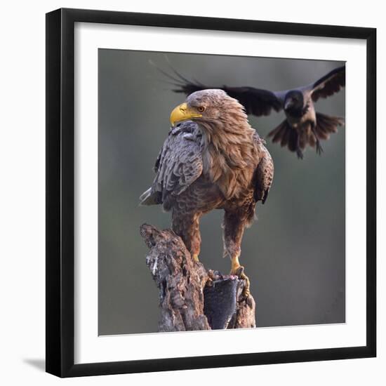 White tailed sea eagle perched on tree stump with fish. Danube Delta, Romania. May-Loic Poidevin-Framed Photographic Print