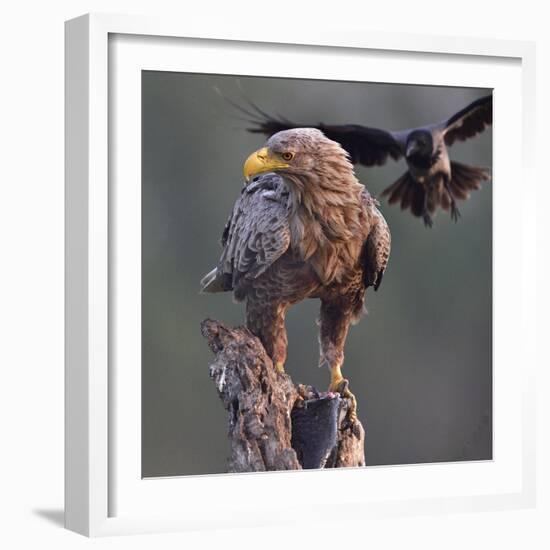 White tailed sea eagle perched on tree stump with fish. Danube Delta, Romania. May-Loic Poidevin-Framed Photographic Print