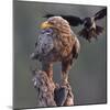 White tailed sea eagle perched on tree stump with fish. Danube Delta, Romania. May-Loic Poidevin-Mounted Photographic Print