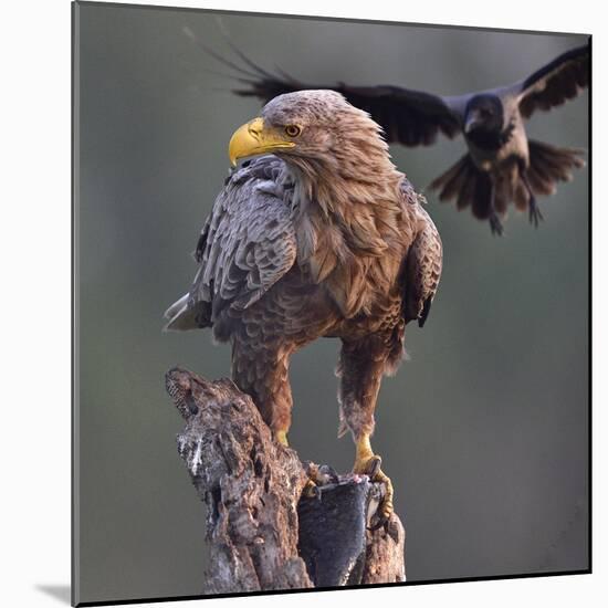 White tailed sea eagle perched on tree stump with fish. Danube Delta, Romania. May-Loic Poidevin-Mounted Photographic Print