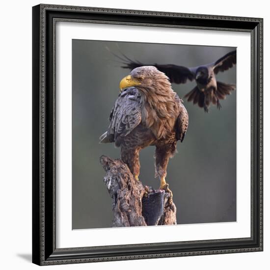 White tailed sea eagle perched on tree stump with fish. Danube Delta, Romania. May-Loic Poidevin-Framed Photographic Print