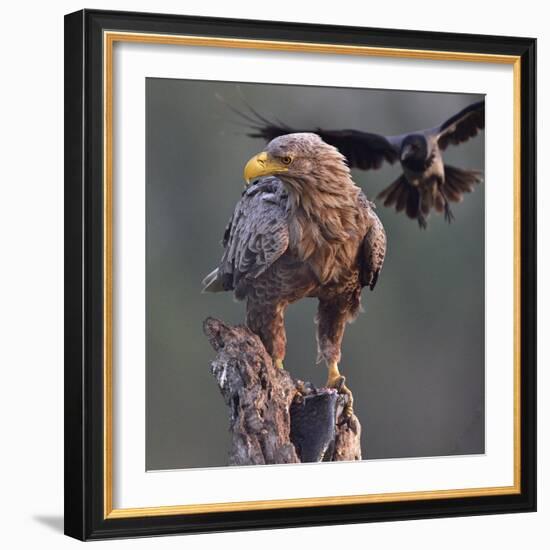 White tailed sea eagle perched on tree stump with fish. Danube Delta, Romania. May-Loic Poidevin-Framed Photographic Print