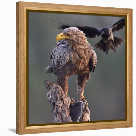 White tailed sea eagle perched on tree stump with fish. Danube Delta, Romania. May-Loic Poidevin-Framed Premier Image Canvas