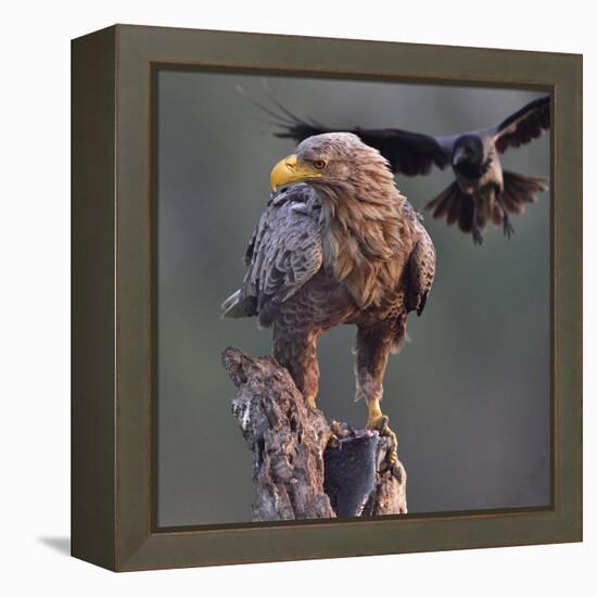 White tailed sea eagle perched on tree stump with fish. Danube Delta, Romania. May-Loic Poidevin-Framed Premier Image Canvas