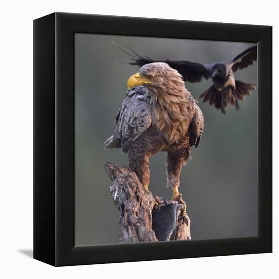 White tailed sea eagle perched on tree stump with fish. Danube Delta, Romania. May-Loic Poidevin-Framed Premier Image Canvas