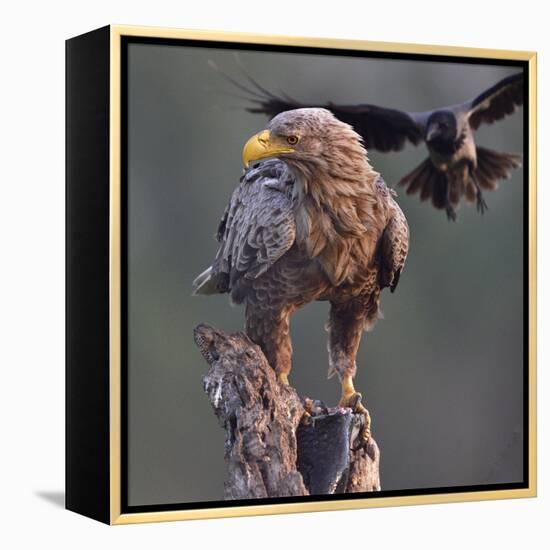 White tailed sea eagle perched on tree stump with fish. Danube Delta, Romania. May-Loic Poidevin-Framed Premier Image Canvas