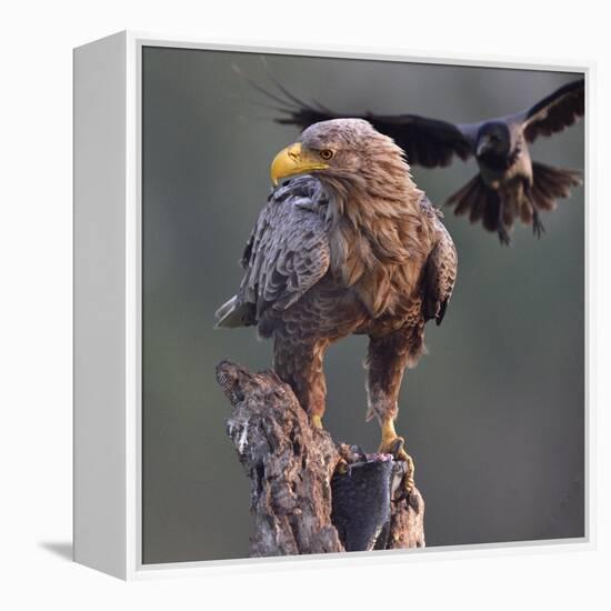 White tailed sea eagle perched on tree stump with fish. Danube Delta, Romania. May-Loic Poidevin-Framed Premier Image Canvas