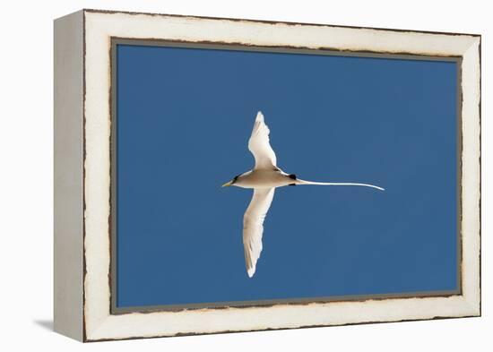 White-Tailed Tropicbird (Phaethon Lepturus), Fregate Island, Seychelles, Indian Ocean, Africa-Sergio Pitamitz-Framed Premier Image Canvas