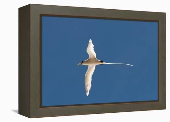 White-Tailed Tropicbird (Phaethon Lepturus), Fregate Island, Seychelles, Indian Ocean, Africa-Sergio Pitamitz-Framed Premier Image Canvas