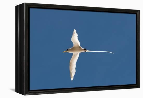 White-Tailed Tropicbird (Phaethon Lepturus), Fregate Island, Seychelles, Indian Ocean, Africa-Sergio Pitamitz-Framed Premier Image Canvas