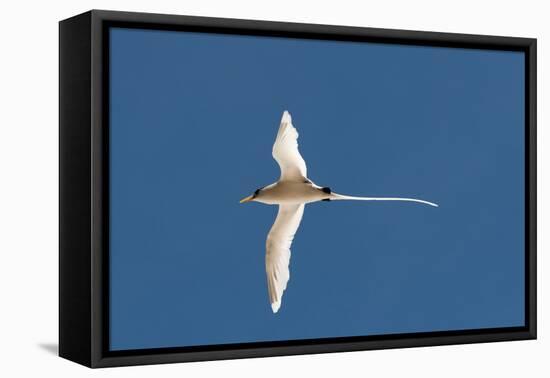 White-Tailed Tropicbird (Phaethon Lepturus), Fregate Island, Seychelles, Indian Ocean, Africa-Sergio Pitamitz-Framed Premier Image Canvas