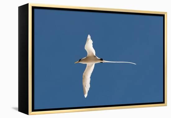 White-Tailed Tropicbird (Phaethon Lepturus), Fregate Island, Seychelles, Indian Ocean, Africa-Sergio Pitamitz-Framed Premier Image Canvas