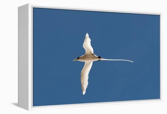 White-Tailed Tropicbird (Phaethon Lepturus), Fregate Island, Seychelles, Indian Ocean, Africa-Sergio Pitamitz-Framed Premier Image Canvas