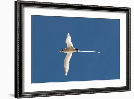 White-Tailed Tropicbird (Phaethon Lepturus), Fregate Island, Seychelles, Indian Ocean, Africa-Sergio Pitamitz-Framed Photographic Print