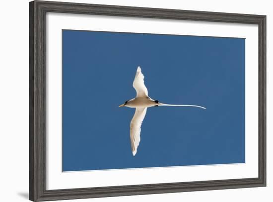 White-Tailed Tropicbird (Phaethon Lepturus), Fregate Island, Seychelles, Indian Ocean, Africa-Sergio Pitamitz-Framed Photographic Print