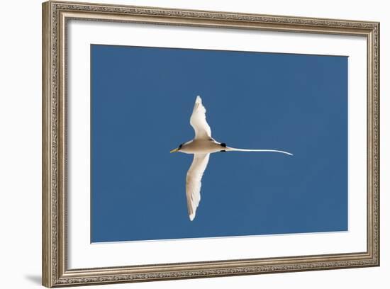 White-Tailed Tropicbird (Phaethon Lepturus), Fregate Island, Seychelles, Indian Ocean, Africa-Sergio Pitamitz-Framed Photographic Print