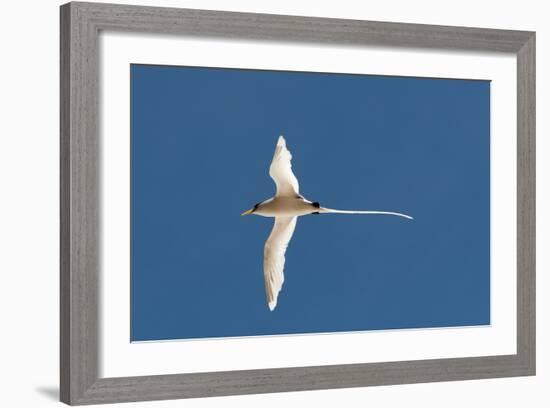 White-Tailed Tropicbird (Phaethon Lepturus), Fregate Island, Seychelles, Indian Ocean, Africa-Sergio Pitamitz-Framed Photographic Print