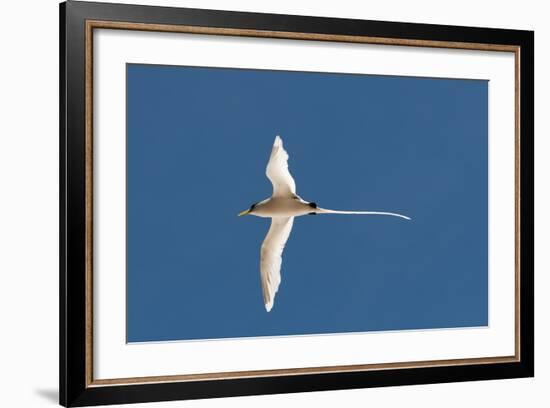 White-Tailed Tropicbird (Phaethon Lepturus), Fregate Island, Seychelles, Indian Ocean, Africa-Sergio Pitamitz-Framed Photographic Print