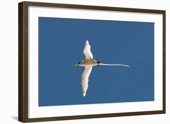 White-Tailed Tropicbird (Phaethon Lepturus), Fregate Island, Seychelles, Indian Ocean, Africa-Sergio Pitamitz-Framed Photographic Print