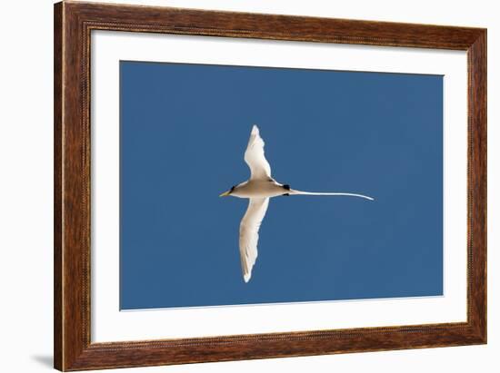 White-Tailed Tropicbird (Phaethon Lepturus), Fregate Island, Seychelles, Indian Ocean, Africa-Sergio Pitamitz-Framed Photographic Print