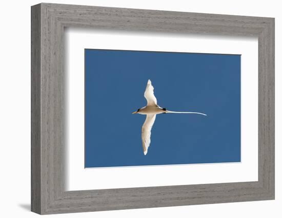 White-Tailed Tropicbird (Phaethon Lepturus), Fregate Island, Seychelles, Indian Ocean, Africa-Sergio Pitamitz-Framed Photographic Print